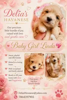 Linda - AKC, a female Havanese for sale in Orlando, FL – 8 of 8