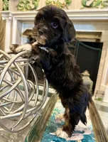 AKC Princess, a female Havanese for sale in Orlando, FL – Photo 5 of 5