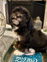 AKC Princess, a female Havanese for sale in Orlando, FL – Photo 1 of 5