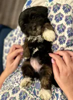 AKC Princess, a female Havanese for sale in Orlando, FL – Photo 2 of 5