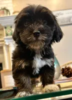 AKC Princess, a female Havanese for sale in Orlando, FL – Photo 3 of 5