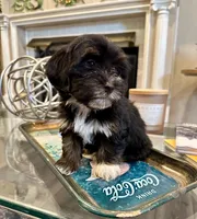 AKC Princess, a female Havanese for sale in Orlando, FL – Photo 4 of 5