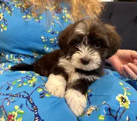 AKC - Sally, a female Havanese for sale in Orlando, FL – Photo 6 of 8