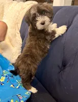 AKC - Sally, a female Havanese for sale in Orlando, FL – Photo 2 of 8