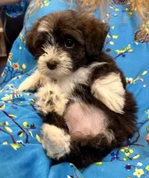 AKC - Sally, a female Havanese for sale in Orlando, FL – Photo 4 of 8