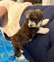 AKC - Sally, a female Havanese for sale in Orlando, FL – Photo 3 of 8