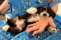 AKC - Sally, a female Havanese for sale in Orlando, FL – Photo 5 of 8