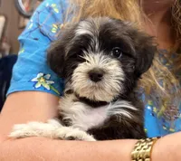 AKC - Sally, a female Havanese for sale in Orlando, FL – Photo 1 of 8