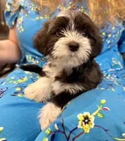 AKC - Sally, a female Havanese for sale in Orlando, FL – Photo 7 of 8