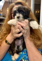 AKC - Sally, a female Havanese for sale in Orlando, FL – Photo 8 of 8
