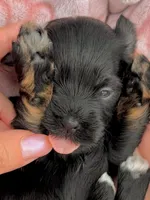 AKC Red, a female Havanese for sale in Orlando, FL – 4 of 4