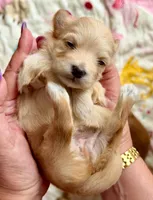 Linda - AKC, a female Havanese for sale in Orlando, FL – 5 of 8