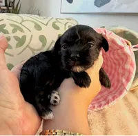 AKC - Pink, a female Havanese for sale in Orlando, FL – 5 of 5
