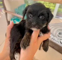 AKC - Mr. Beans, a female Havanese for sale in Orlando, FL – 2 of 4