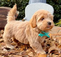 AKC Blue Boy, a male Havanese for sale in Orlando, FL – Photo 2 of 5