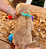 AKC Blue Boy, a male Havanese for sale in Orlando, FL – Photo 4 of 5