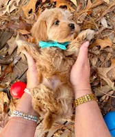 AKC Blue Boy, a male Havanese for sale in Orlando, FL – Photo 5 of 5