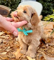 AKC Blue Boy, a male Havanese for sale in Orlando, FL – Photo 1 of 5