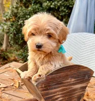 AKC Blue Boy, a male Havanese for sale in Orlando, FL – Photo 3 of 5