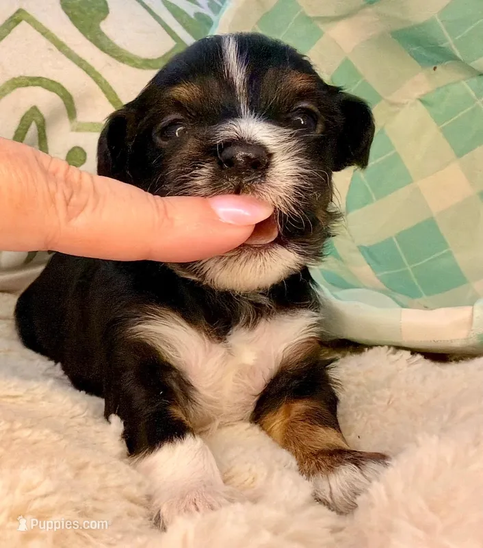 AKC - TRICOLOR white – Havanese puppy for sale in Orlando, FL