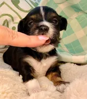 AKC - TRICOLOR white, a male Havanese for sale in Orlando, FL – 1 of 3