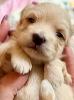 Linda - AKC, a female Havanese for sale in Orlando, FL – 3 of 8