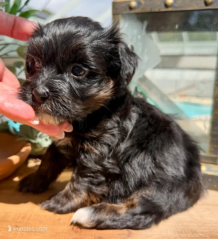 AKC - Mr. Beans – Havanese puppy for sale in Orlando, FL