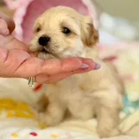 Linda - AKC, a female Havanese for sale in Orlando, FL – 7 of 8