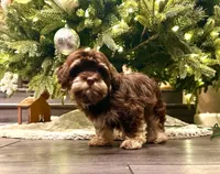 AKC - Randy, a male Havanese for sale in Orlando, FL – Photo 6 of 7