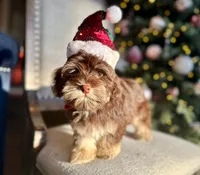 AKC - Randy, a male Havanese for sale in Orlando, FL – Photo 1 of 7