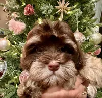 AKC - Randy, a male Havanese for sale in Orlando, FL – Photo 7 of 7