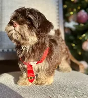 AKC - Randy, a male Havanese for sale in Orlando, FL – Photo 3 of 7