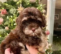 AKC - Randy, a male Havanese for sale in Orlando, FL – Photo 5 of 7