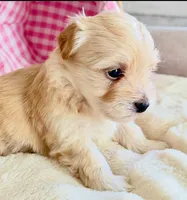 Coco - AKC, a male Havanese for sale in Orlando, FL – 2 of 2
