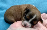 AKC - Gabo, a male Havanese for sale in Orlando, FL – Photo 4 of 4