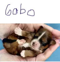 AKC - Gabo, a male Havanese for sale in Orlando, FL – Photo 3 of 4