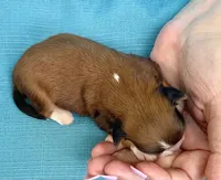 AKC - Gabo, a male Havanese for sale in Orlando, FL – Photo 2 of 4