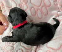 AKC Red, a female Havanese for sale in Orlando, FL – 3 of 4