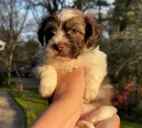 AKC April, a female Havanese for sale in Orlando, FL – Photo 6 of 8