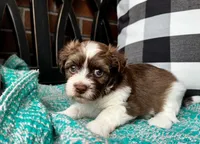 AKC April, a female Havanese for sale in Orlando, FL – Photo 4 of 8