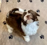 AKC April, a female Havanese for sale in Orlando, FL – Photo 2 of 8