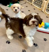 AKC April, a female Havanese for sale in Orlando, FL – Photo 3 of 8