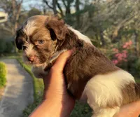 AKC April, a female Havanese for sale in Orlando, FL – Photo 7 of 8