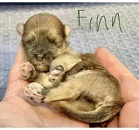 AKC - Finn, a male Havanese for sale in Orlando, FL – Photo 8 of 9