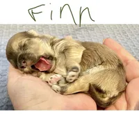 AKC - Finn, a male Havanese for sale in Orlando, FL – Photo 9 of 9