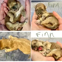 AKC - Finn, a male Havanese for sale in Orlando, FL – Photo 6 of 9