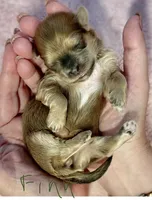 AKC - Finn, a male Havanese for sale in Orlando, FL – Photo 7 of 9