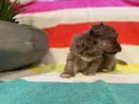 AKC - Finn, a male Havanese for sale in Orlando, FL – Photo 4 of 9