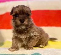 AKC - Finn, a male Havanese for sale in Orlando, FL – Photo 1 of 9