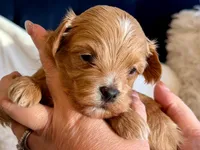 processed/fdfba5b3-2f17-470f-8353-038889de745c/listing/329c1013-6973-4418-a370-12799f267595/47c912f6-9c95-489c-92dd-bfb74488117a